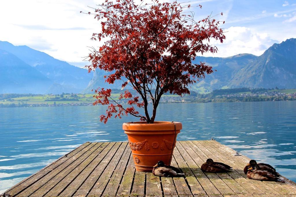 Hotel Restaurant Bellevue Au Lac Thun Exteriér fotografie